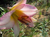 050802.1.JPG (85220 Byte)