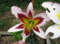 050901.JPG (91346 Byte)