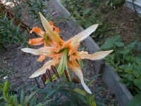 176.jpg (56654 Byte)