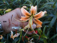 226.jpg (59840 Byte)