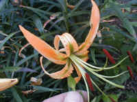 359.jpg (58669 Byte)