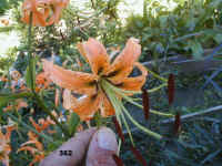 362.jpg (59912 Byte)