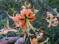 364.jpg (60904 Byte)