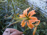 366.jpg (61793 Byte)