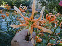 389.jpg (61959 Byte)