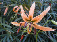 417.jpg (61550 Byte)