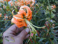 419.jpg (59822 Byte)