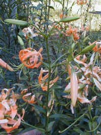 4232.jpg (64189 Byte)