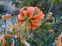 423.jpg (59763 Byte)