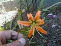 427.jpg (57801 Byte)