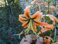 431.jpg (60471 Byte)