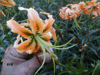 619.jpg (61939 Byte)