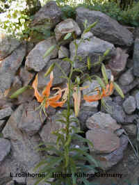 rosth382.jpg (58976 Byte)