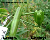 rosthenryiipod.jpg (76963 Byte)