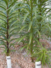 rosthstem.jpg (64283 Byte)