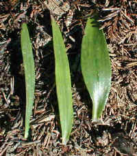 rxh2.jpg (33695 Byte)