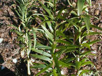 rxh5.JPG (60661 Byte)